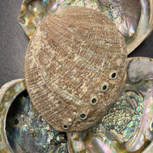 Load image into Gallery viewer, Abalone Shells - M