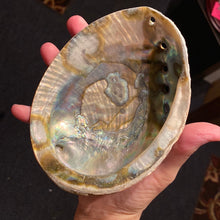 Load image into Gallery viewer, Abalone Shells - M