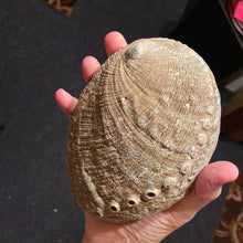 Load image into Gallery viewer, Abalone Shells - M