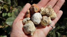 Load image into Gallery viewer, Snakeskin Agate - Raw XL