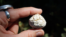 Load image into Gallery viewer, Snakeskin Agate - Raw XL