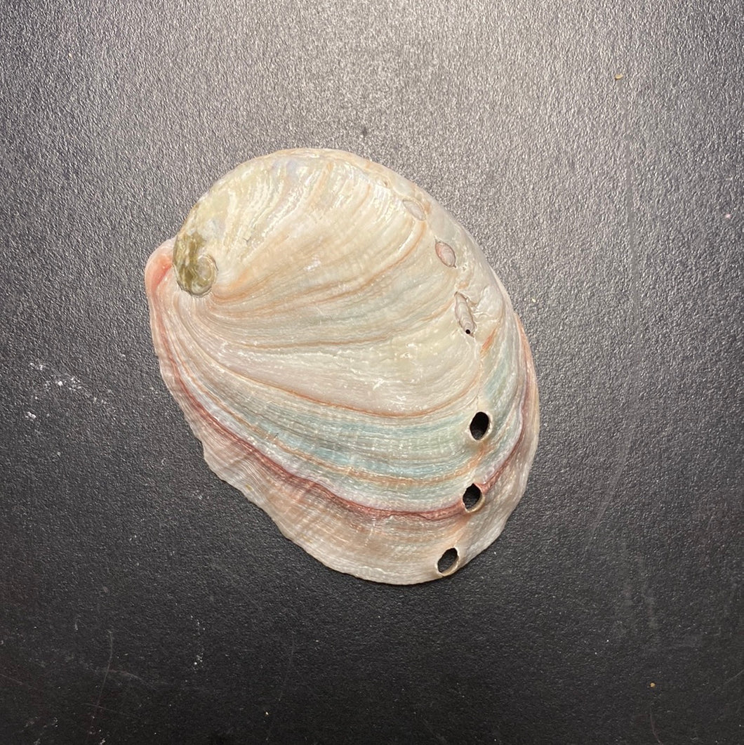 Abalone Shell S - Love Ritual