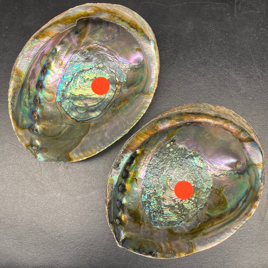 Abalone Shells - L