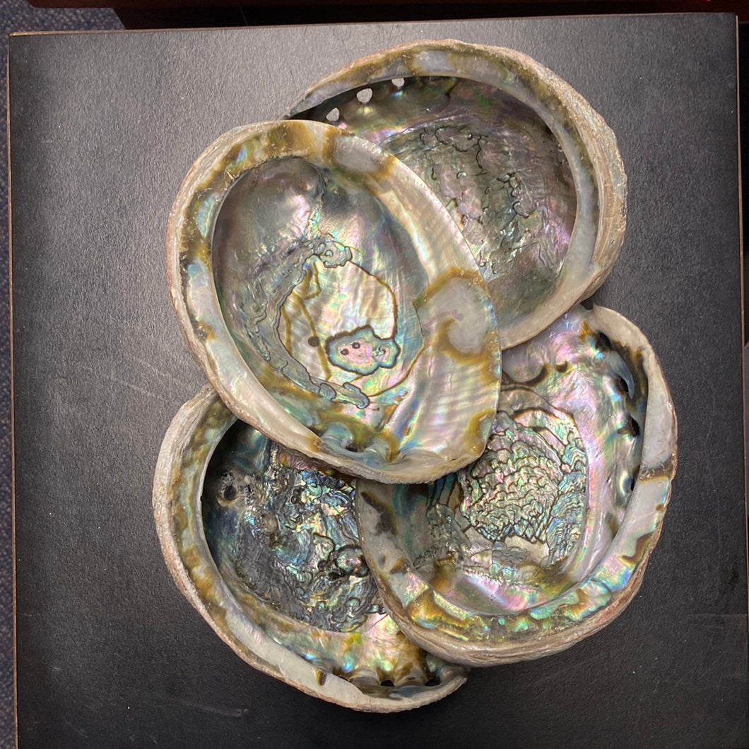 Abalone Shells - M